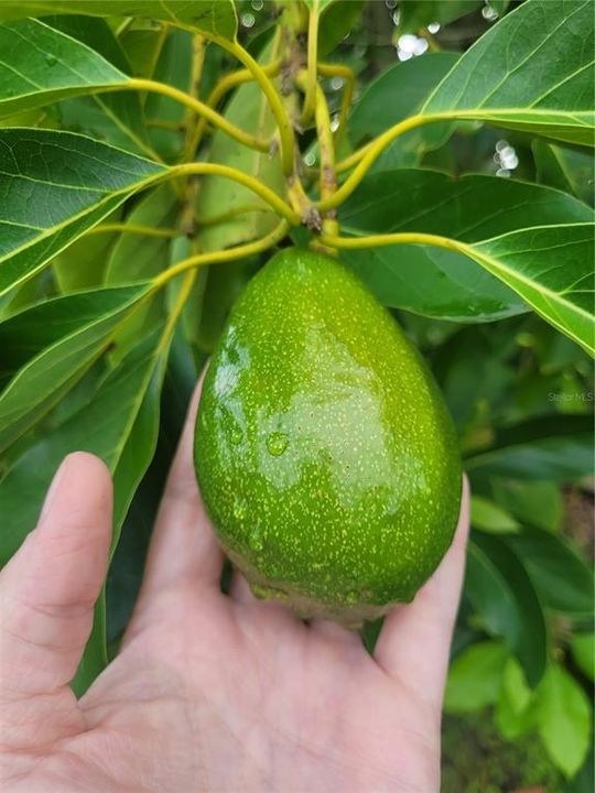 Advocado Producing Tree