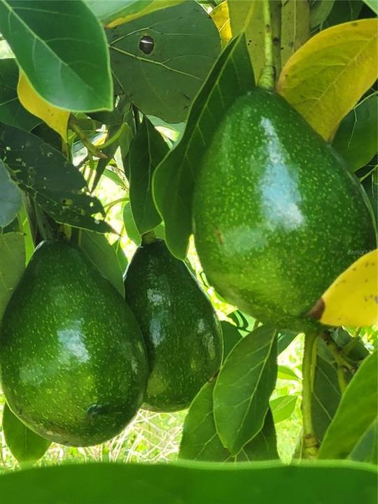 Mango Producing Tree