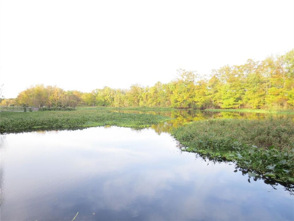 Ocala National Forest Activity