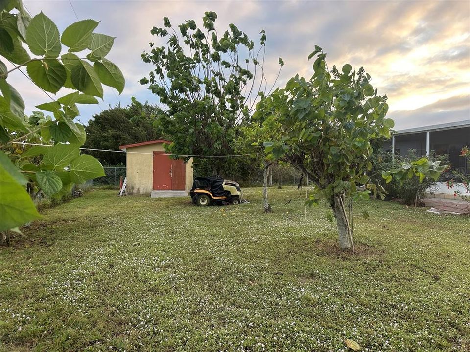 Shed in backyard