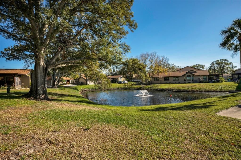 Tranquil Pond Views