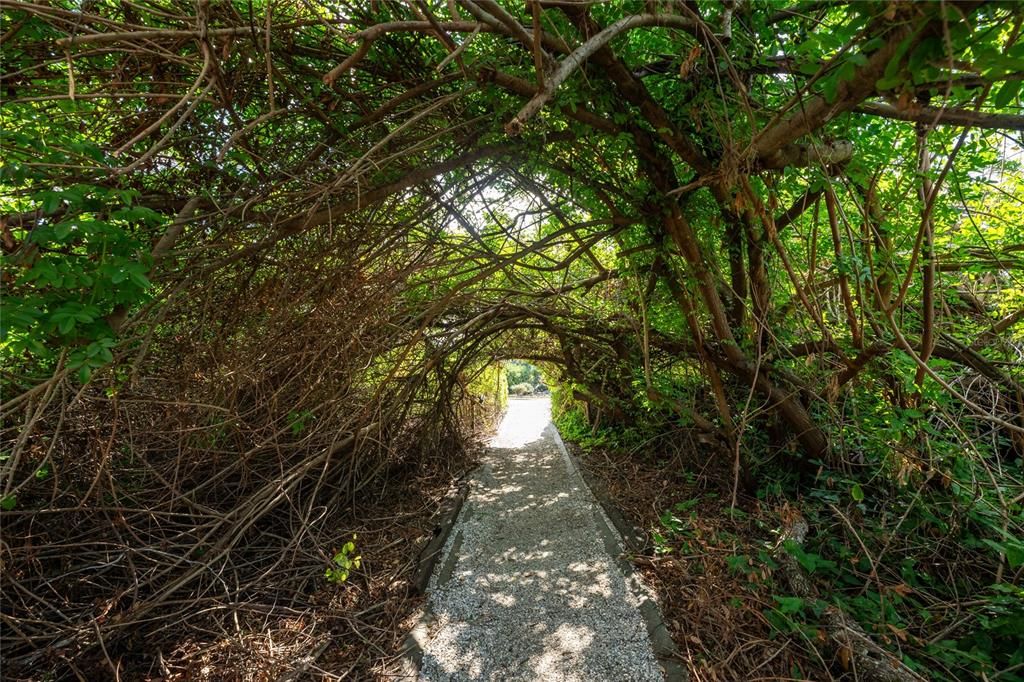 canopy in walking trail