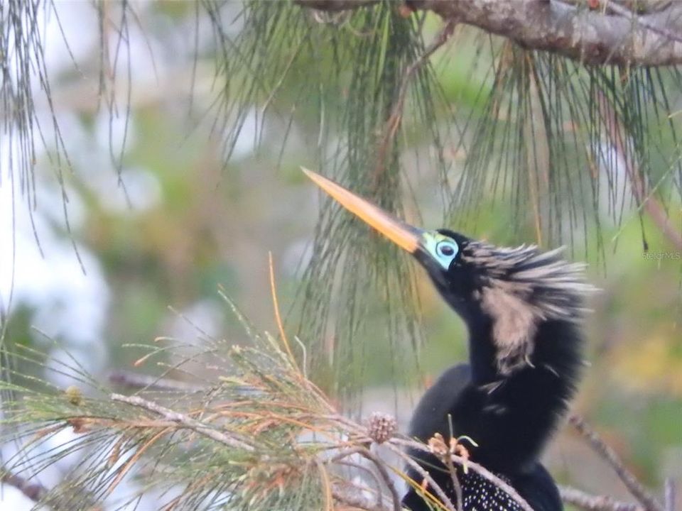 MTV birds visit park ..