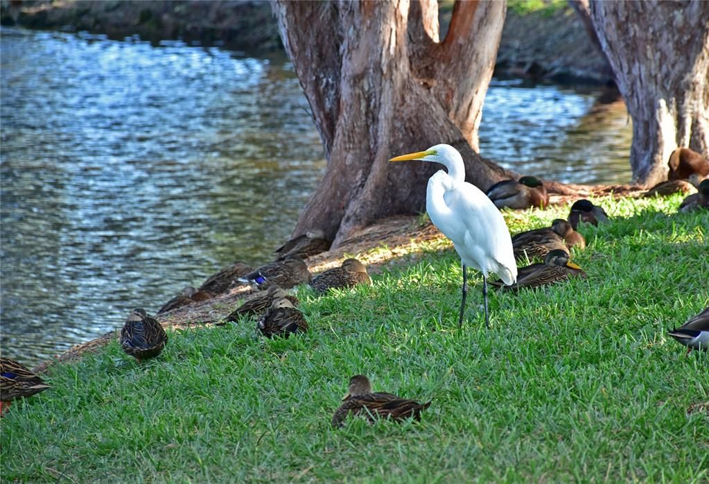 MTV park birds ..