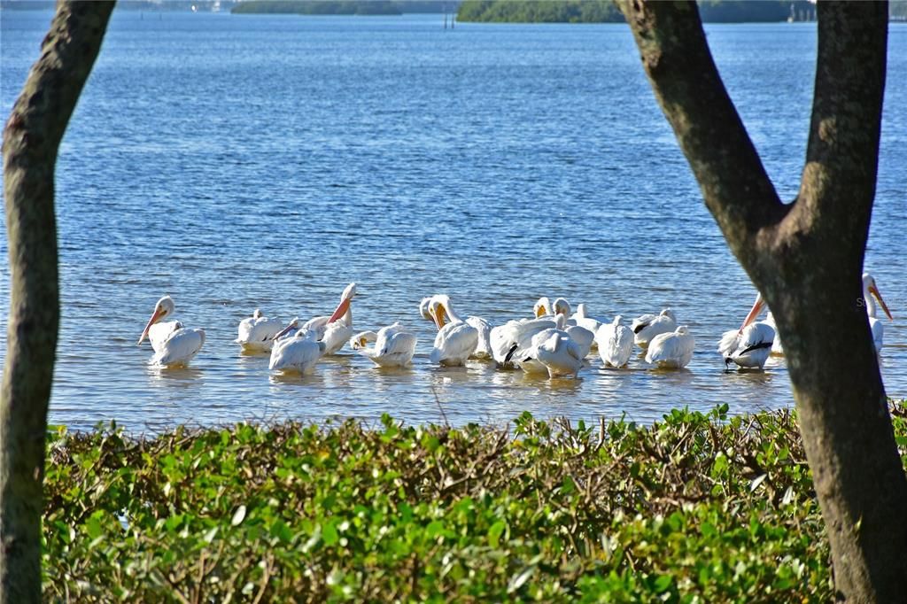 MTV park white pelicans