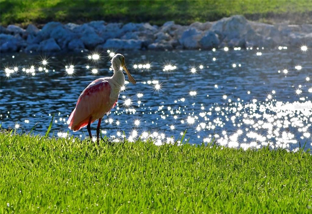 MTV bird visits lake