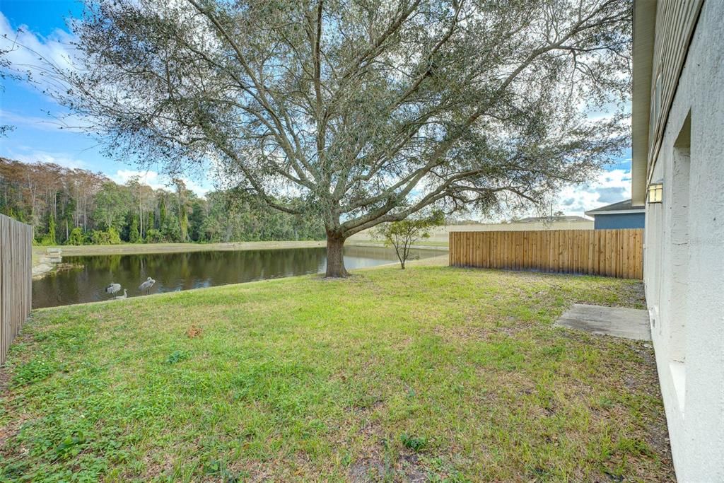 Pond View