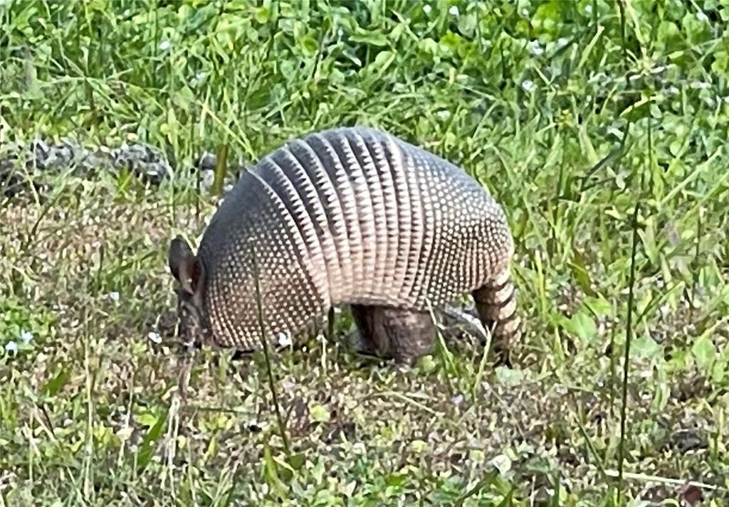 Armadillo is free