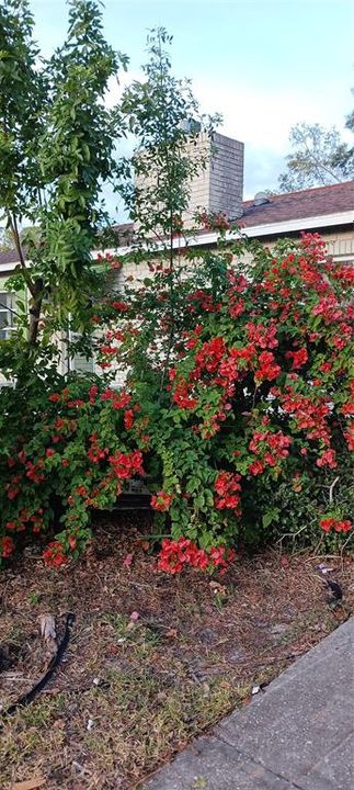 lovely flowers