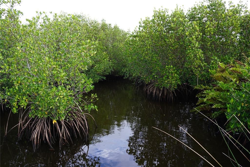 Beautiful mangroves along your walk to boat dock