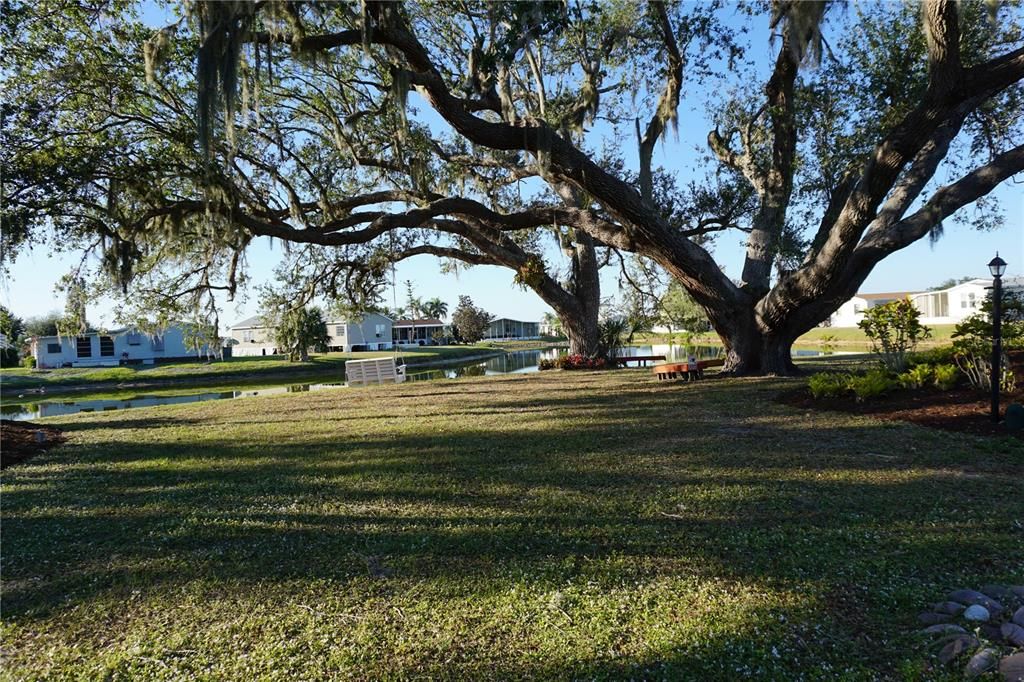 Grandfather oaks in the park area greet you at the community entrance