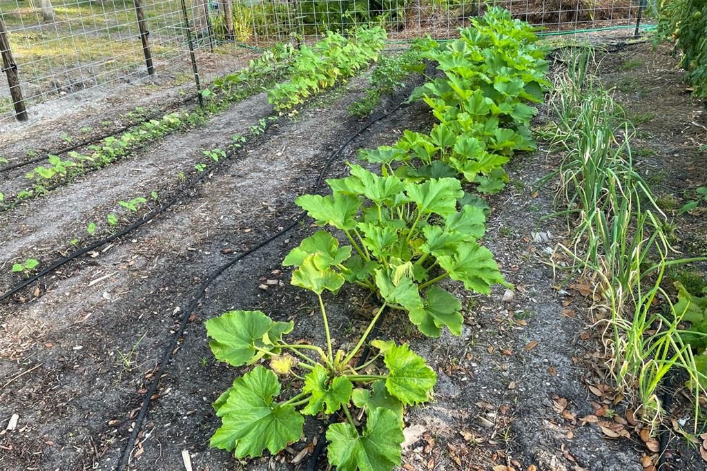 Electrified Garden