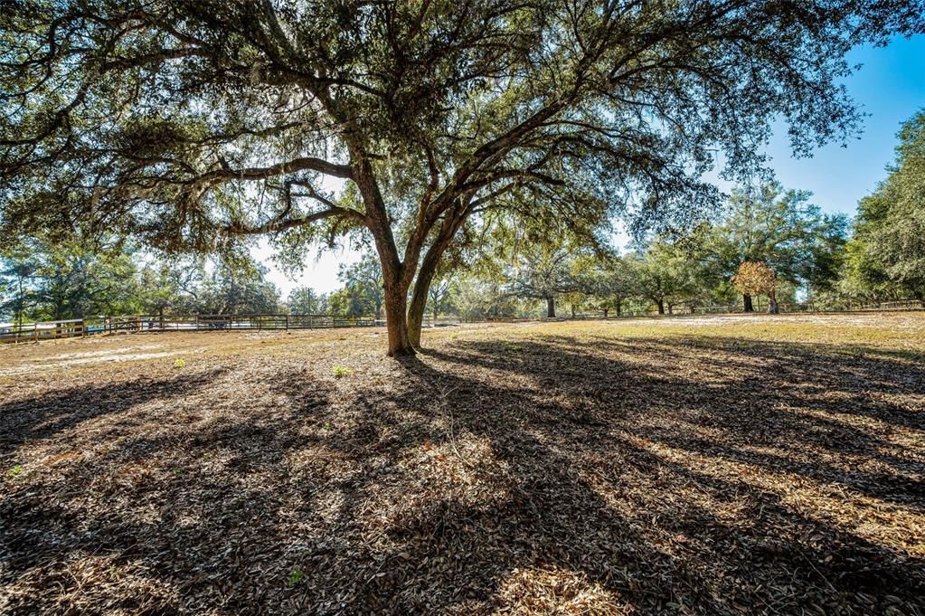 BEAUTIFUL OAK