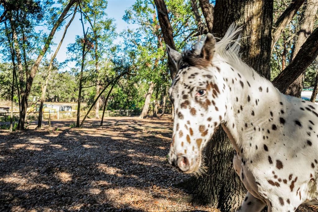 For Sale: $425,000 (5.04 acres)