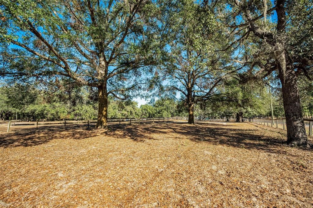 West end of a the 5 acre parcel. Remember these photos were taken in the dead of Florida Winter...