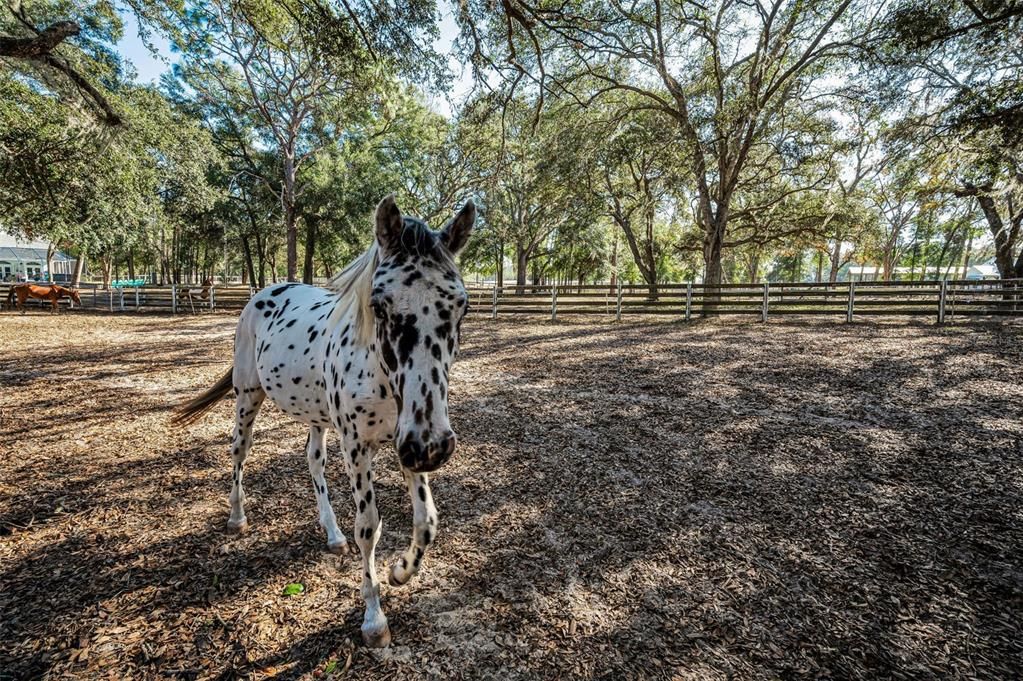 For Sale: $425,000 (5.04 acres)