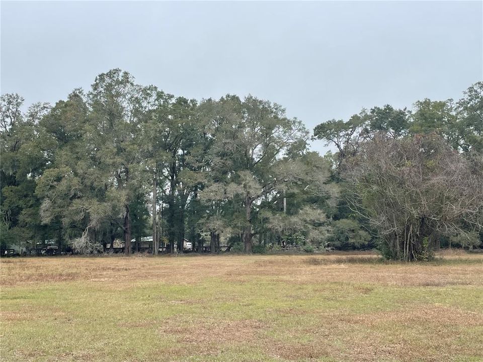 Back Pasture, Nice Old Oaks