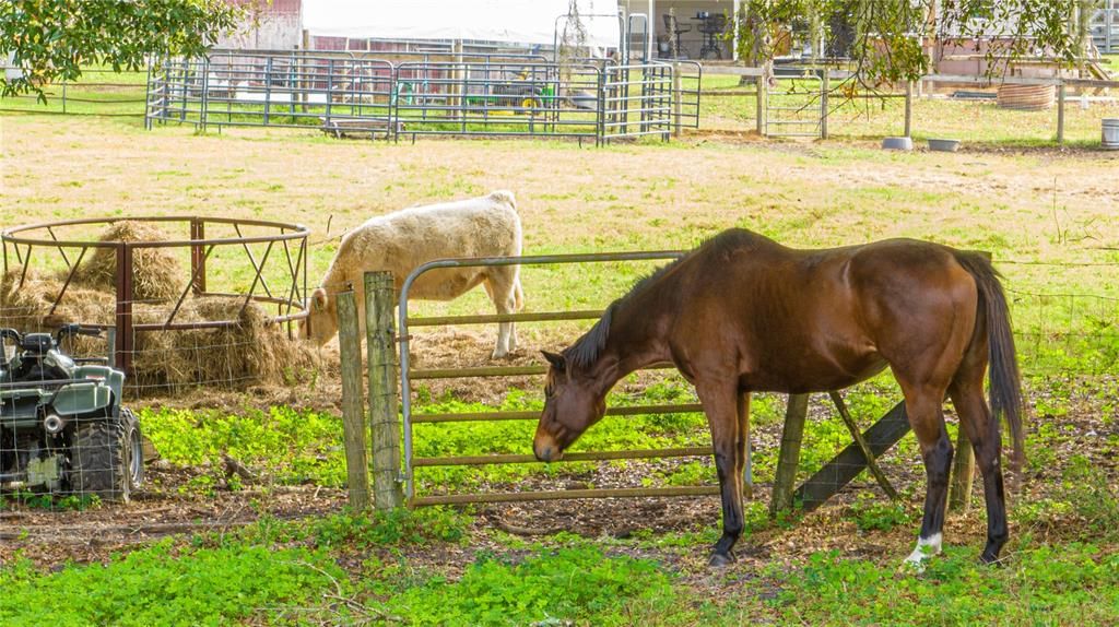 Horse Pasture