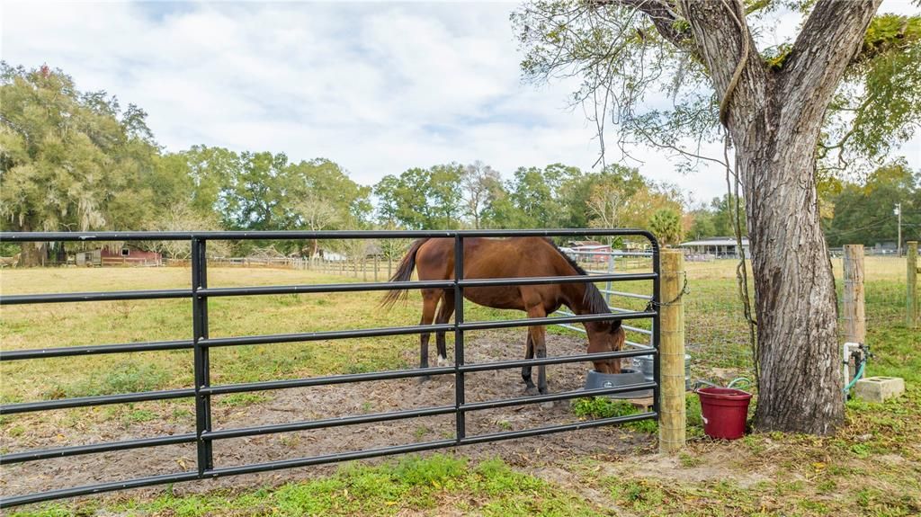 Pasture