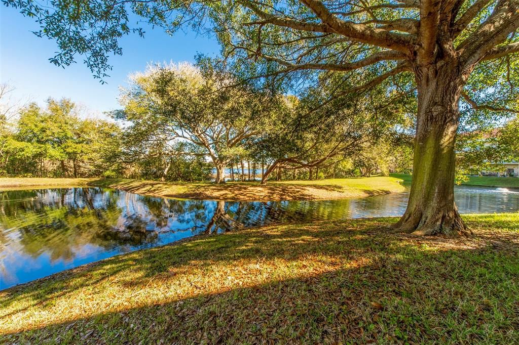 One of the Ponds in Paradise