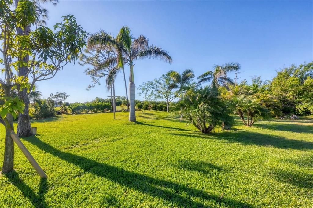 backyard fruit trees