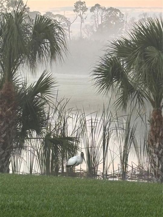 Morning Pond view