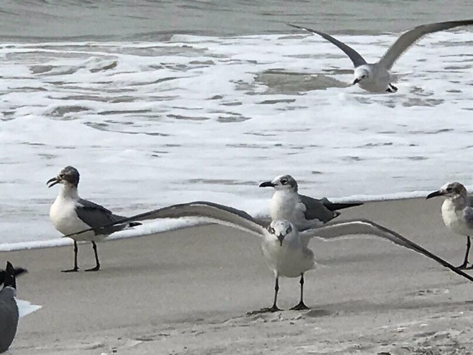 Area Beaches