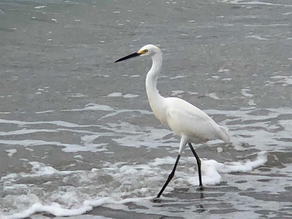 Area Beaches