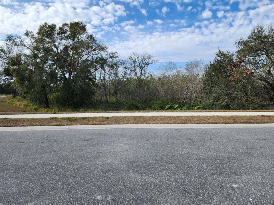 Retention Forest area in front of home