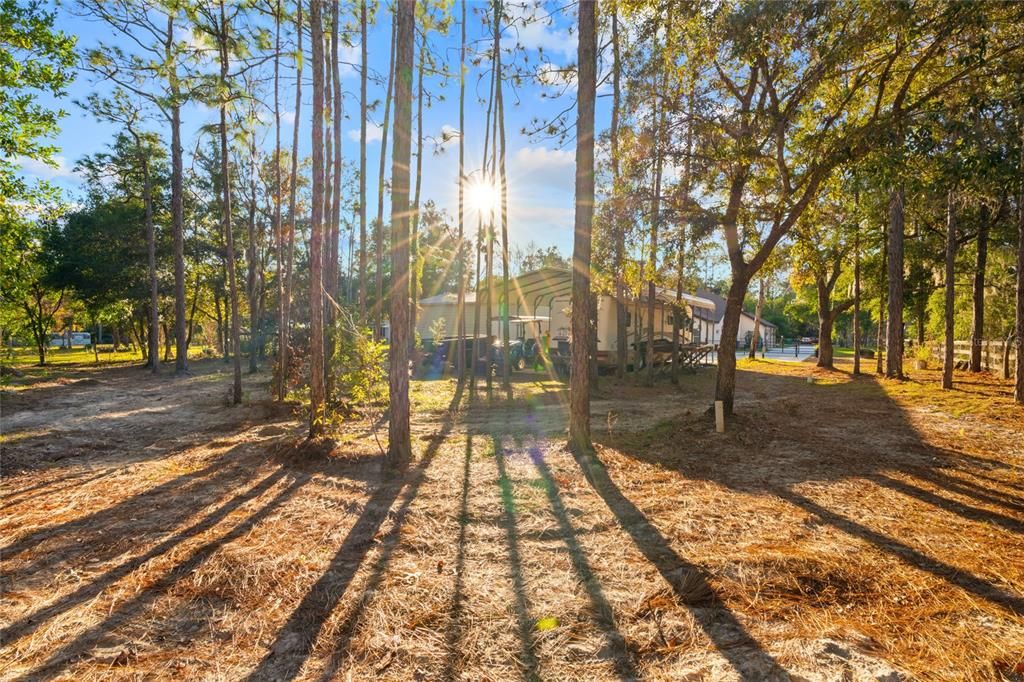 Private wooded backyard