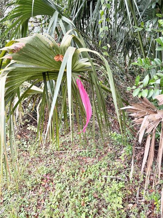 En Venta: $25,000 (0.14 acres)