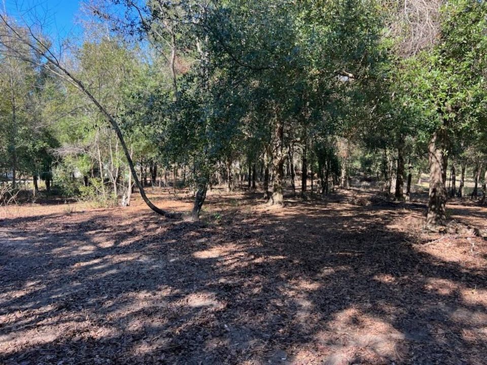 Part of the back yard acreage