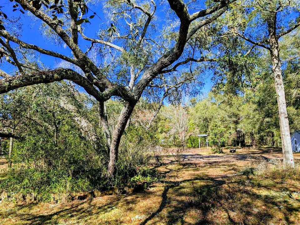 Front yard live oak