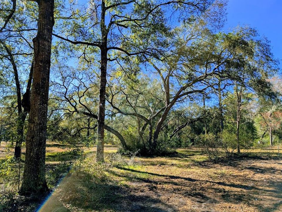 Front yard of homesite