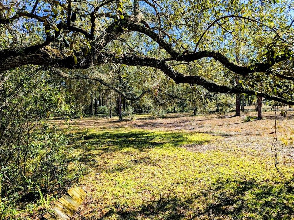 Front yard toward street