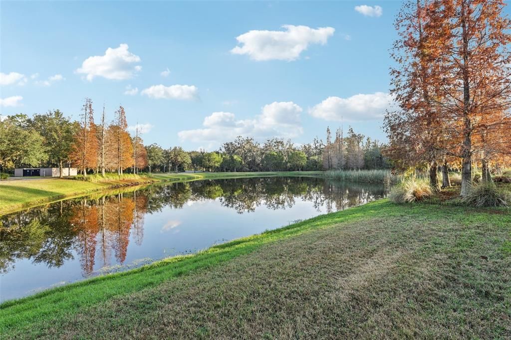 Backyard Pond View