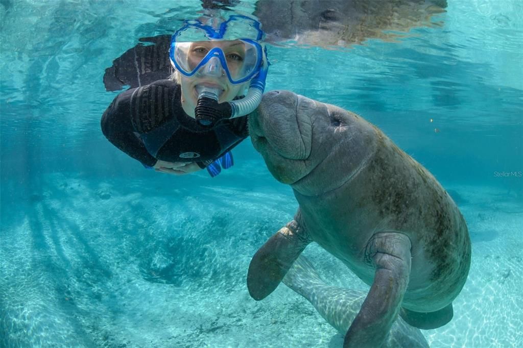 Take a snorkel/swim with the ever-present lovable, and docile, Manatees.