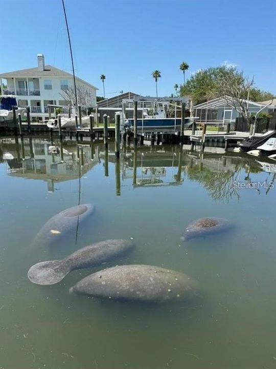 manatees right off of the dock