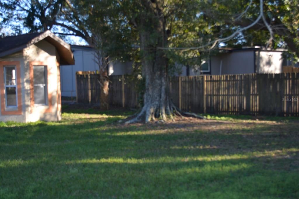 Left side of the back yard