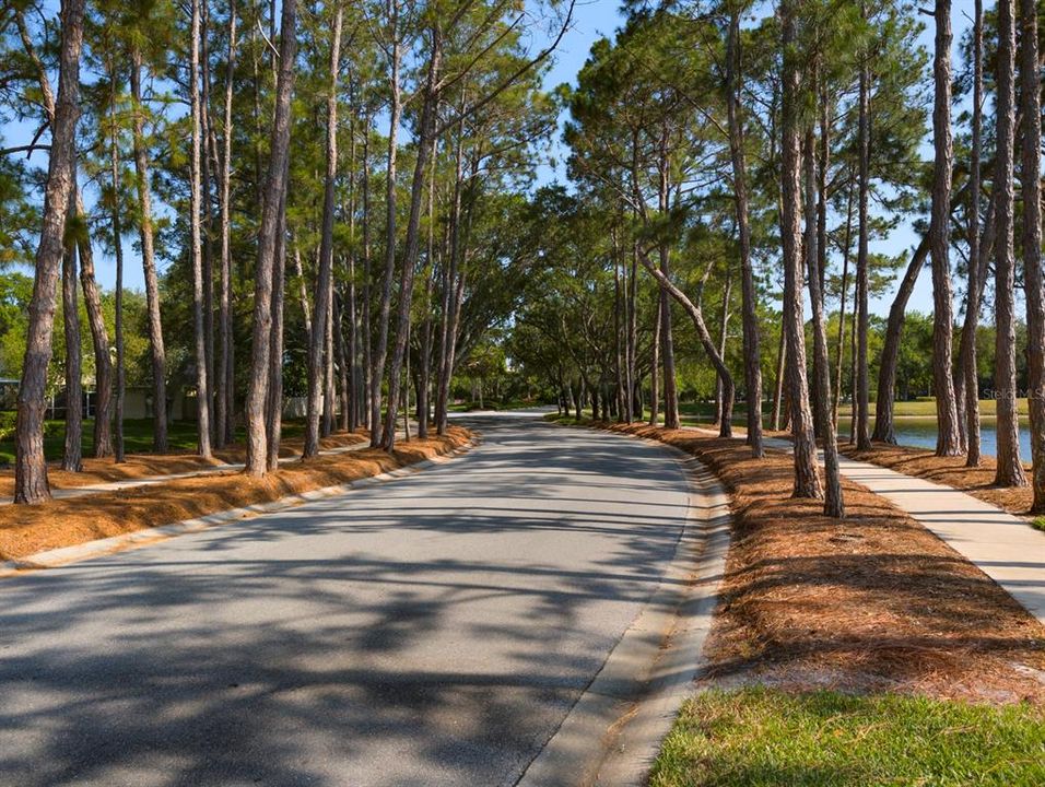 Quiet road into neighborhood