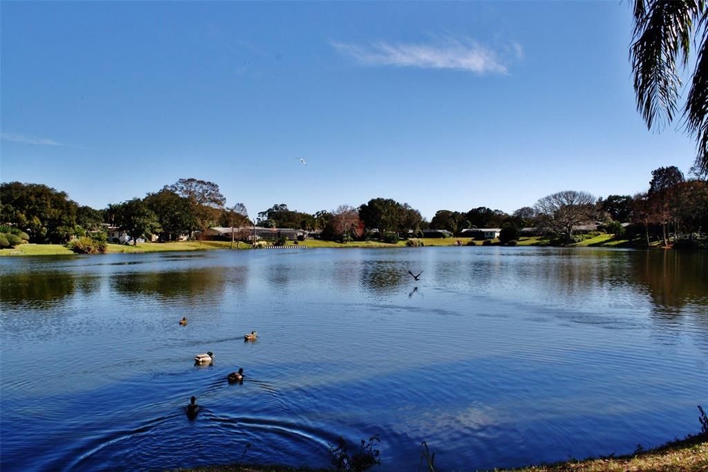 View from the ground of beautiful Lake Saundra