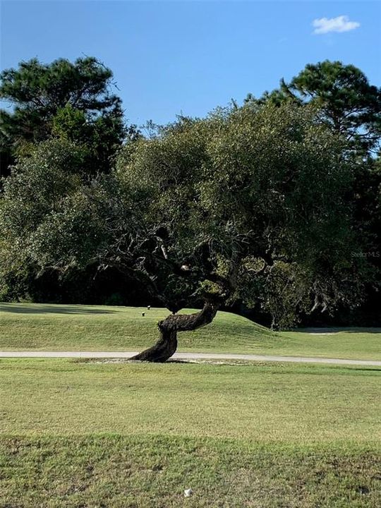 A "Twisted" Oak