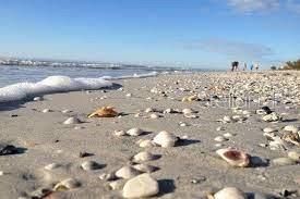 Gulf of Mexico beaches approximately 2 miles to Indian Rocks Beach