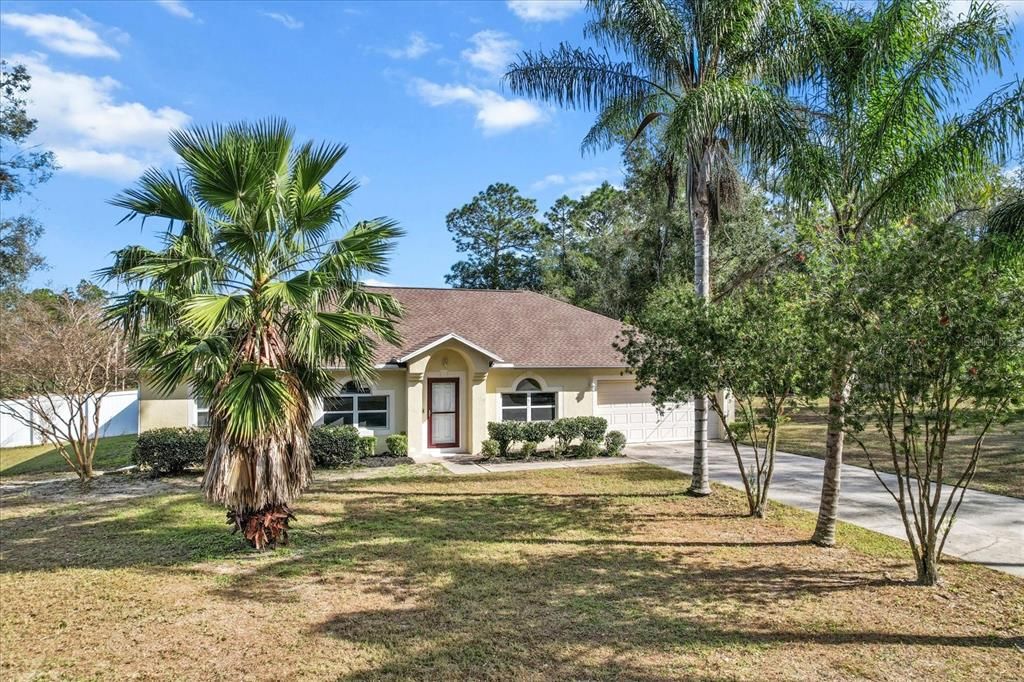 Palm Tree Lined Driveway