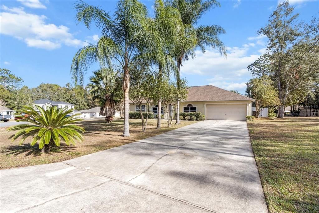 Palm Tree Lined Driveway