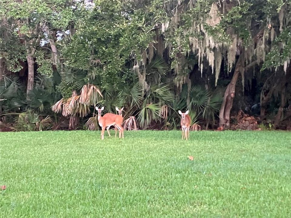 Deer in the backyard