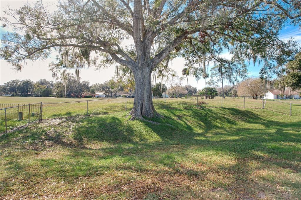 Backyard View Outward