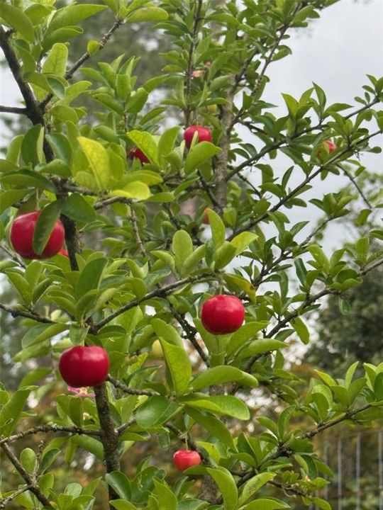 Под контрактом: $1,250,000 (4 спален, 3 ванн, 3151 Квадратных фут)