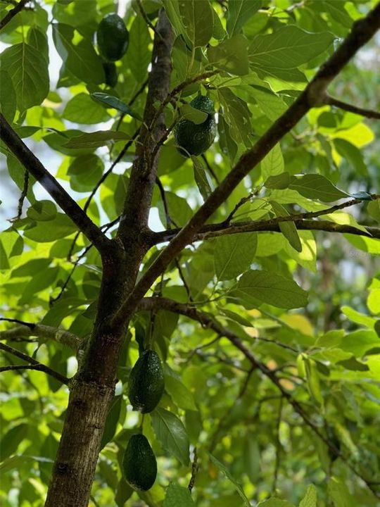 Под контрактом: $1,250,000 (4 спален, 3 ванн, 3151 Квадратных фут)