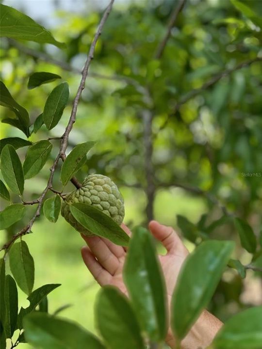 Под контрактом: $1,250,000 (4 спален, 3 ванн, 3151 Квадратных фут)